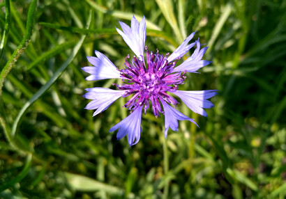 Bylinková zahrada v Kuksu