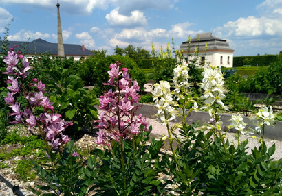 Bylinková zahrada v Kuksu